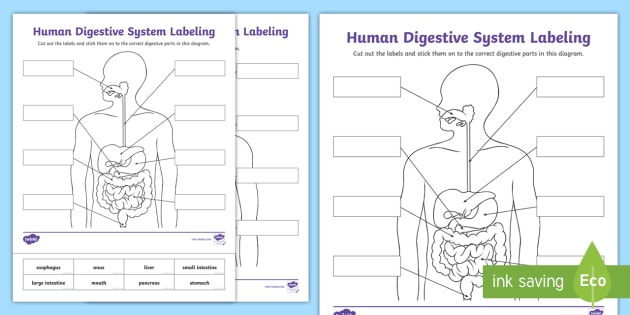 Blank Digestive System Diagram | Labeling Activity