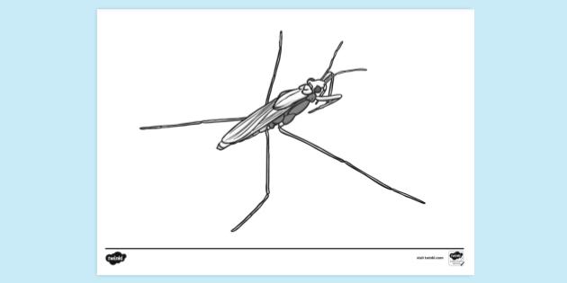 FREE! - Pond Skater Colouring Sheets | Colouring Pages