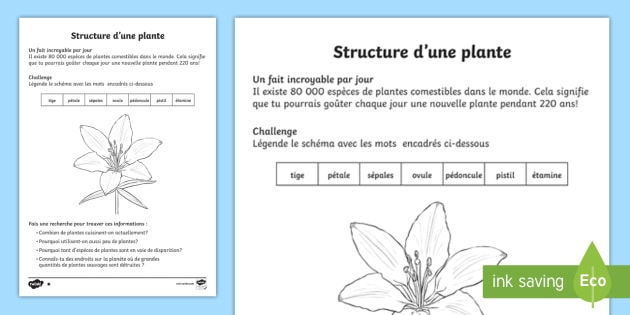 ovule de plante