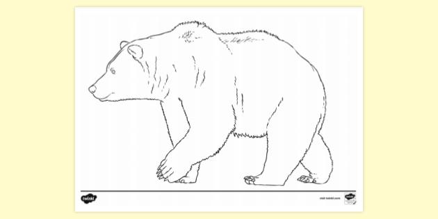 66  Coloring Pages Brown Bear  Best HD