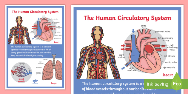 Human Body Heart Lungs And Blood Vessels Display Poster