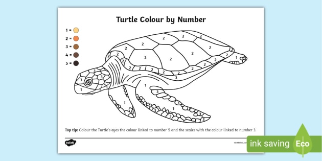 FREE! - Turtle Colour by Number Page (teacher made)