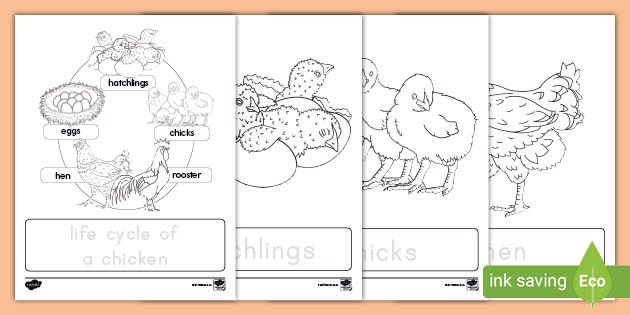 Life Cycle of a Chicken Coloring Page | Twinkl USA - Twinkl life-cycle-of-a-chicken-coloring-page-twinkl-usa-twinkl