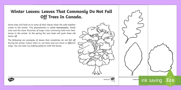 Sorting Leaves Worksheet / Worksheet (teacher made)