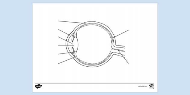 FREE! - Eye Diagram Side View No Text Colouring | Colouring Sheets