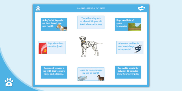 Dog Care - Essential Fact Sheet - Pet Care - Twinkl Pets