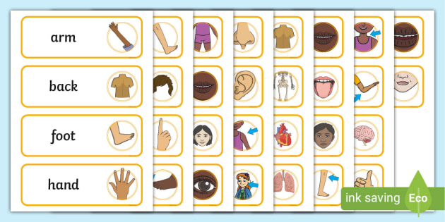 body parts flashcards for kids