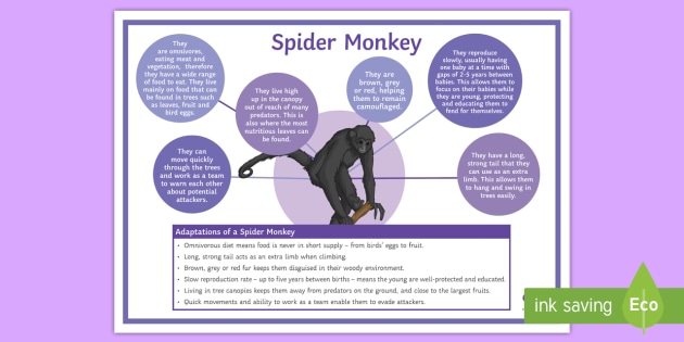 Monkey Facts for Kids - Twinkl Homework Help - Twinkl