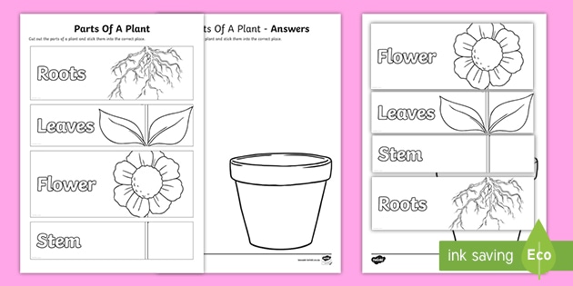 Parts Of A Plant For Kids Printable
