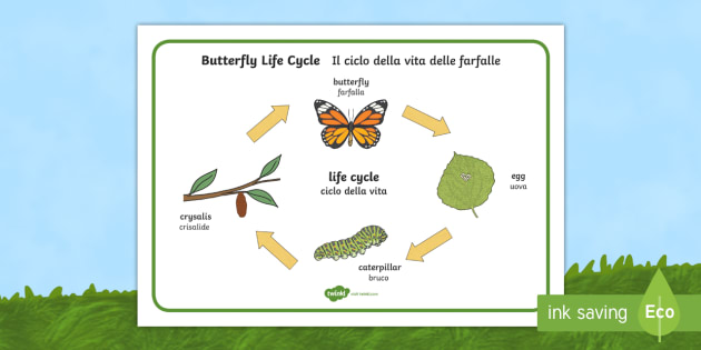Butterfly Life Cycle Word Mat English/Italian - A ...