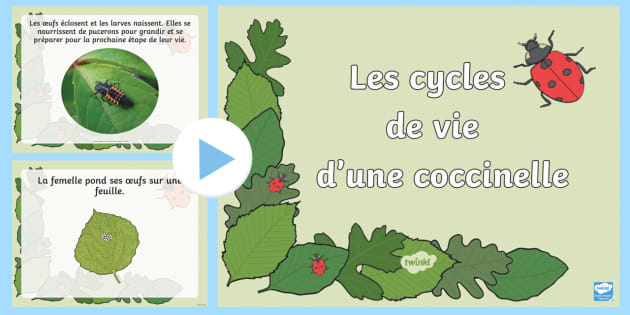 Powerpoint Les cycles de vie d une coccinelle Twinkl