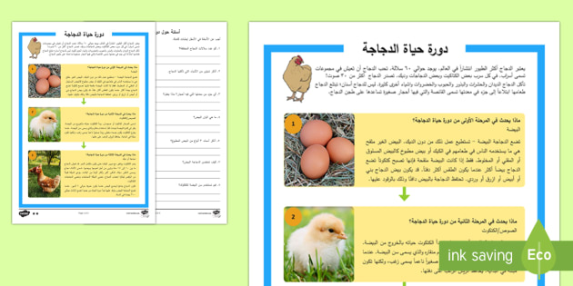 دورة حياة الدجاجة هي نشاط لفهم القراءة