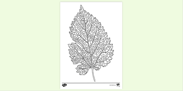 Printable Leaf Colouring Page | Colouring Sheets