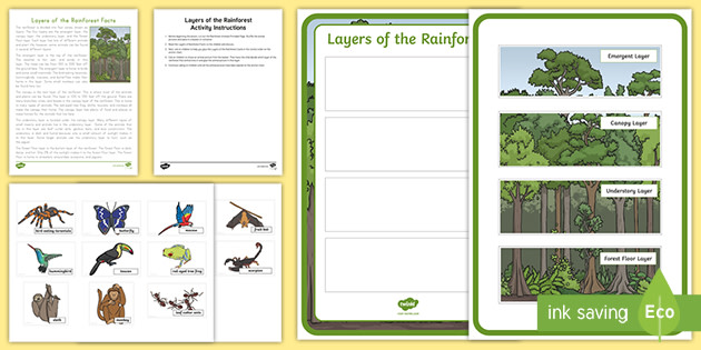 Rainforest Layers Diagram | Plants and Animals | 4 Layers