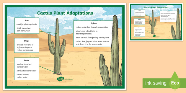 How is a cactus adapted to survive in a desert Cactus Plant Adaptation Display Poster Teacher Made