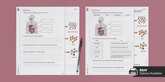 new digestive system worksheets ks3 secondary resources