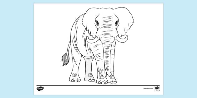 Free Realistic Elephant Colouring Page Colouring Sheets