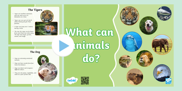 Powerpoint What can animals do? (teacher made) - Twinkl
