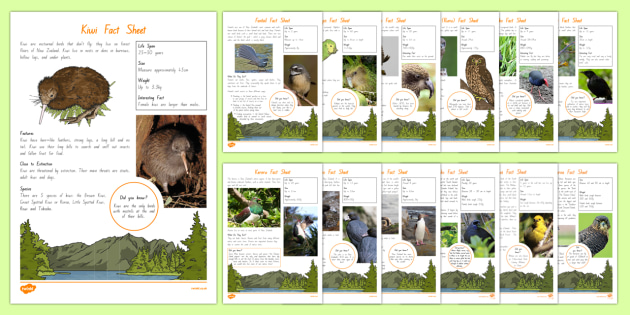 New Zealand Native Animals - Examples, Facts & Resources