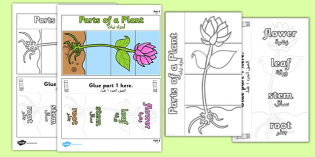 Parts Of A Plant Foldable Interactive Visual Aid Template Arabic