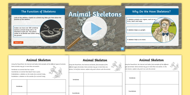 Animal Skeletons KS2 Activity Pack (teacher made) - Twinkl