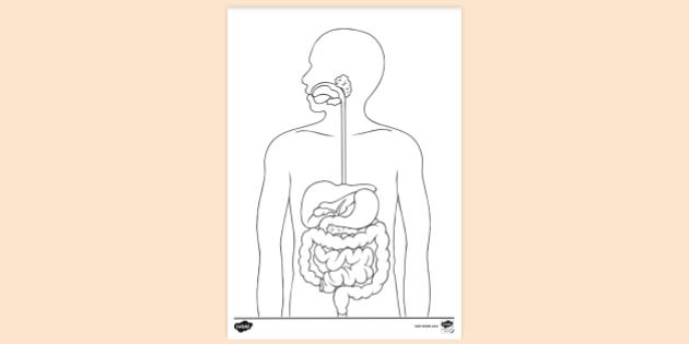 Free Digestive System Colouring Page Colouring Sheets