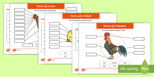Parts of a Chicken Differentiated Worksheets