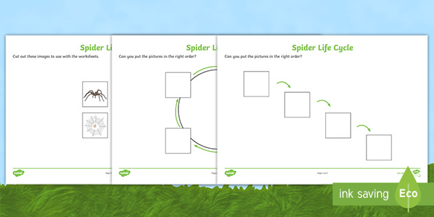 life-cycle-of-a-spider-worksheet-science-resource-twinkl