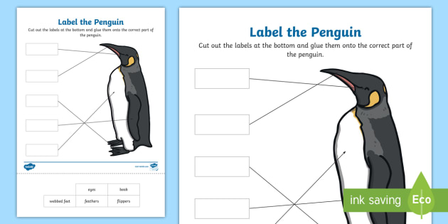 * New * Label The Penguin Activity Sheet - Science Week, Label, Penguin