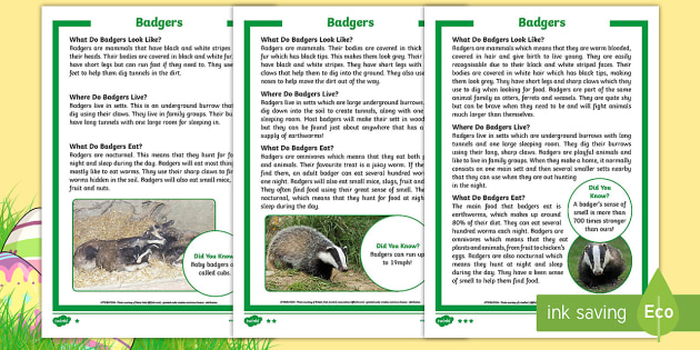 Badger Fact File KS1 | Twinkl Originals (teacher made)