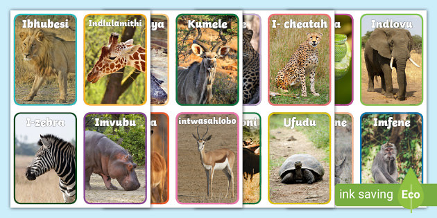 Wild Animal Flashcards isiZulu (teacher made) - Twinkl