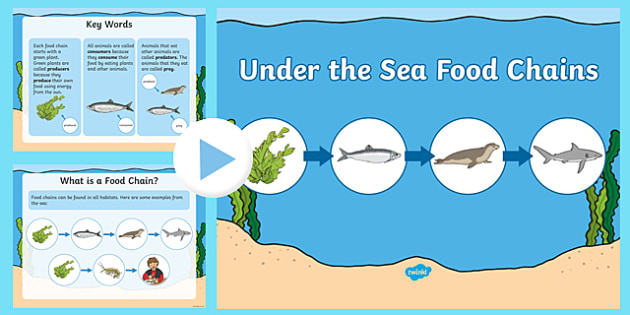 Under the Sea Food Chains PowerPoint - Science Resource