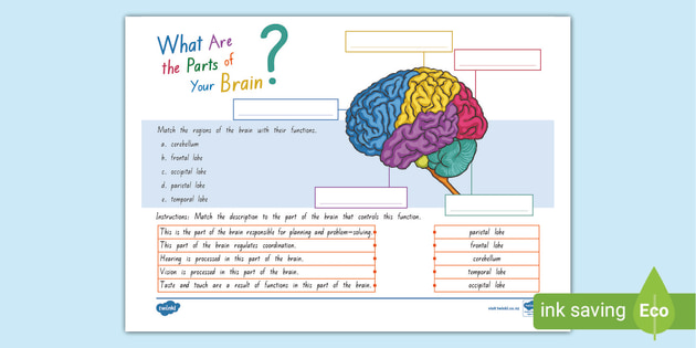 Brain Labelling Worksheet | Teacher-made Worksheet | Twinkl