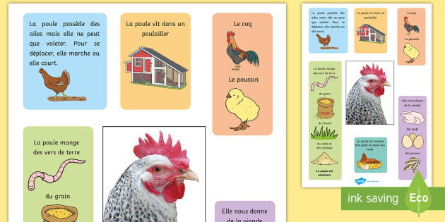 Affiche La Poule Poule Cycle De Vie Sciences Cycle 1 Cycle 2