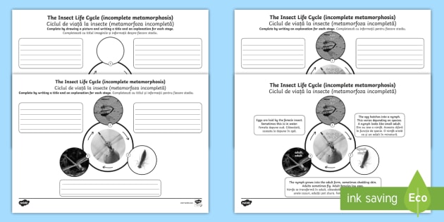 Incomplete Metamorphosis Insect Life Cycle Activity Sheets English Romanian