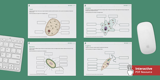 Unicellular Organisms Amoeba And Euglena