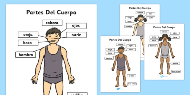 Póster DIN A4 de las partes del cuerpo - La cabeza y los hombros - las