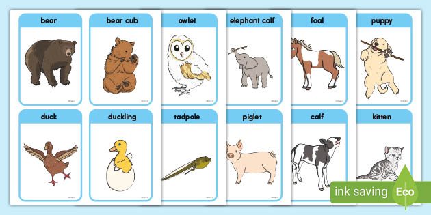 Animals and Their Young Matching Cards (teacher made)