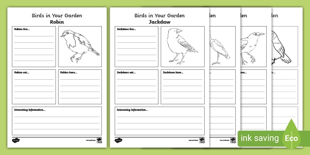 birds fact file worksheets twinkl primary resources