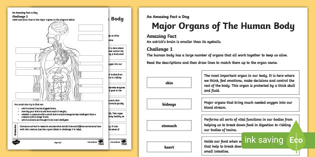 ks2 main organs of the human body worksheet with ar
