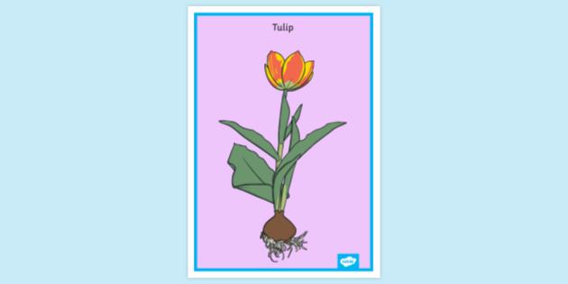 t-tp-2670601-tulip-