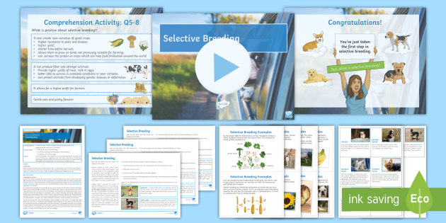 * NEW * GCSE Inheritance, Variation and Evolution Lesson 9: Selective