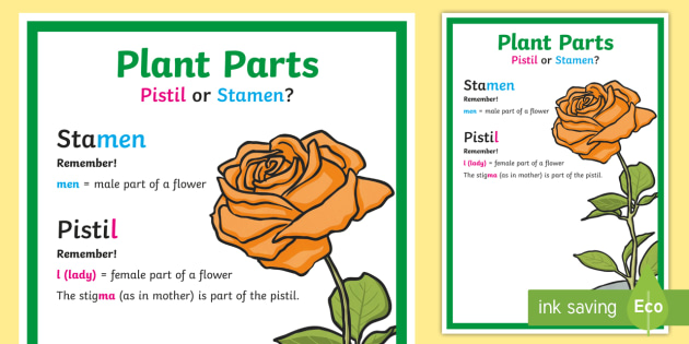 plant-parts-pistil-or-stamen-mnemonic-display-poster