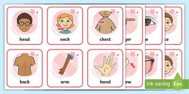 Body Flashcards | Body Parts | Ages 5-6 | Twinkl