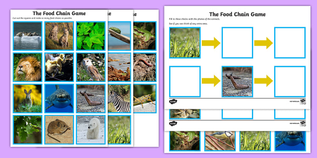 Food Chain Sorting Game - Year 4 - Biology (teacher made)