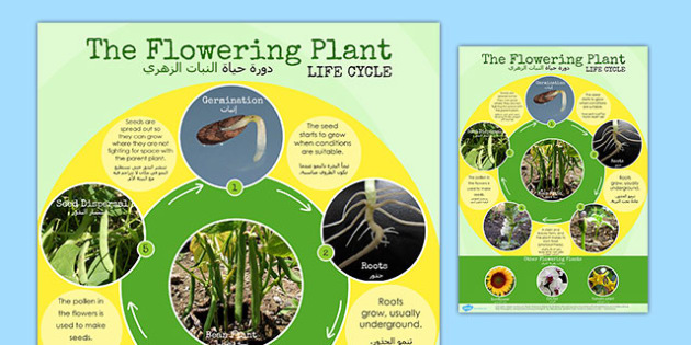 Flowering Plant Life Cycle Display Poster Arabic Translation