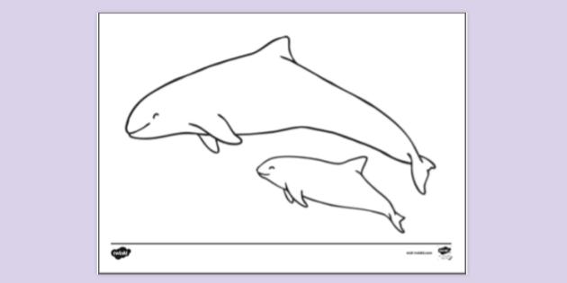 Baby Porpoise Colouring Sheet | Colouring Sheets