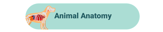 Animal Anatomy