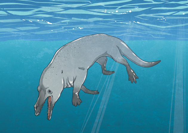 Four-Legged Whale Fossil Found - Twinkl NewsRoom - Twinkl