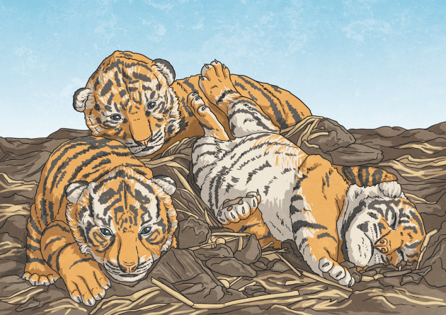 Sunda Tiger Cubs Born at London Zoo - Twinkl NewsRoom